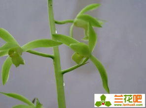 多头菊花夏天如何浇水施肥？如何避免病虫害