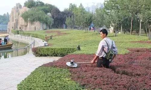 树干刷白的材料：石灰乳的奇妙配方