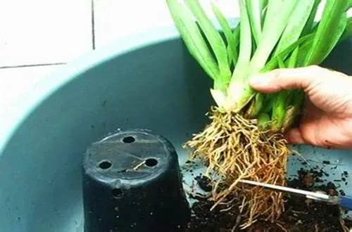 春季换盆，注意事项要牢记