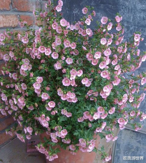 小木槿养护小贴士