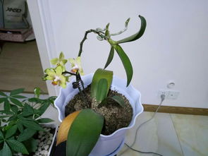 水质不洁， 花儿染病不开花