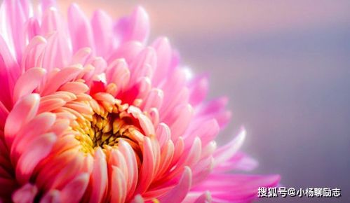 菊花网优势何在？揭秘你可能未曾了解的独特魅力