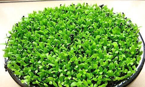 从奶茶杯到窗台绿野， 我的假叶树种植之旅