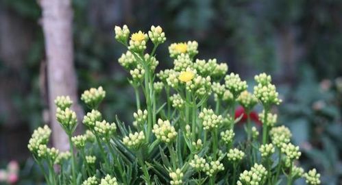 延龄草：长寿花，养生佳品，禁忌须知