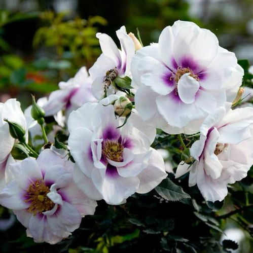 眼睛月季， 名字里就藏着谜团