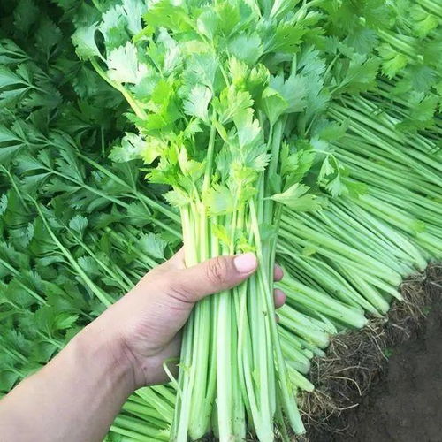 芹菜种植，打农药的纠结大揭秘