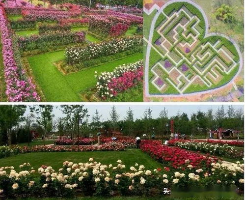 走进月季园，感受多彩世界