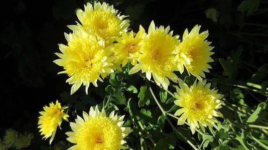 春天疯长菊花，如何巧妙控制