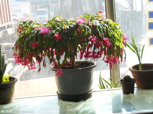 蟹爪兰夏日新叶，施肥秘籍大公开！