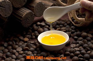 「茶油苗」播种最佳时节：掌握黄金时间，种出高产油茶！