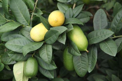 柠檬花开，肥料来帮忙