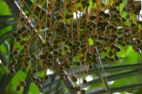 大王椰种子的培育， 土质也是关键