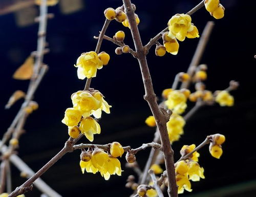 腊梅的美， 不仅仅是花香