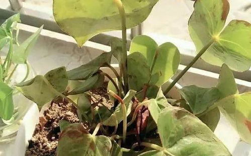 夏威夷叶子发黑怎么办？是浇水过多还是病虫害侵袭