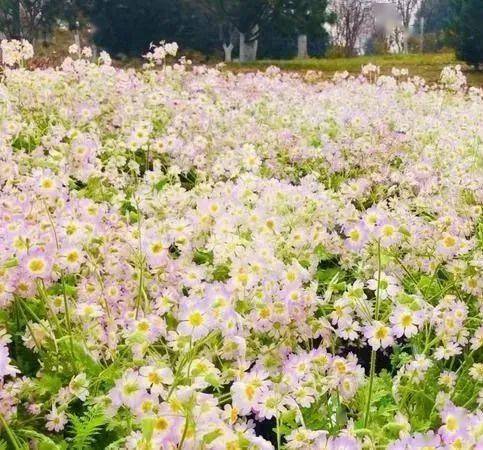 观叶海棠，花色艳丽