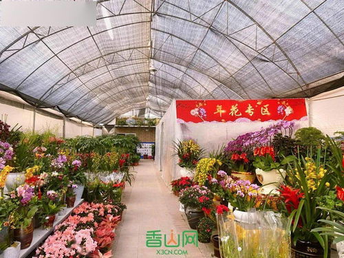 珠海花卉市场的秘密角落