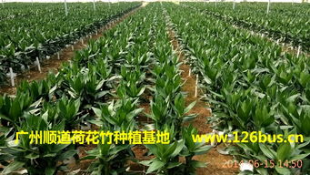 荷花竹水培种植是否容易成功，有哪些注意事项