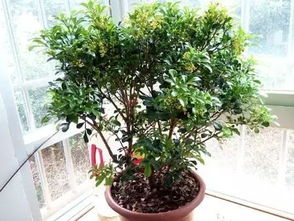 修剪新芽，保持株形