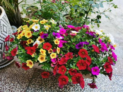 湖北四季花草，种类繁多，新手必堪