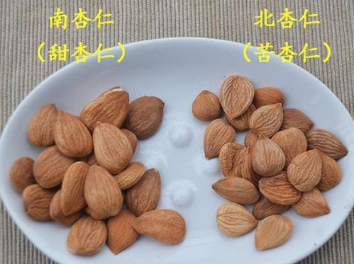 南杏北杏，各有各的气候