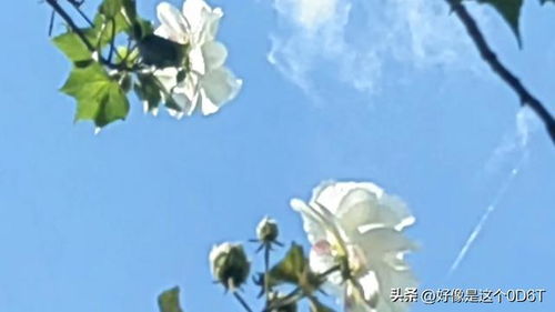 “白色百合：纯洁宽恕，心灵净化使者”