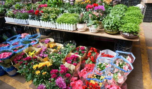 买花总被坑，草本木本怎么辨