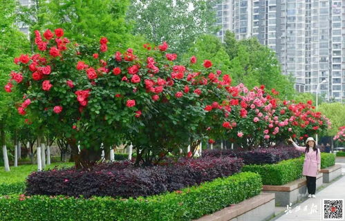 月季花园里的美丽风景