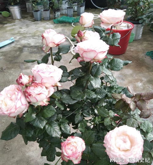 艾莎月季：与甜蜜浆果的对比