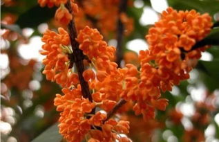 桂花品种大盘点