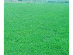 马尼拉草坪的寿命， 是个长久的谜