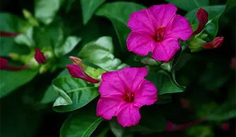 土壤和盆器，紫茉莉的温床