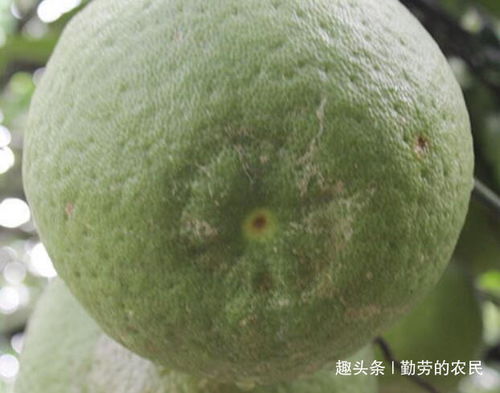 老树新花， 柚子后味带花香