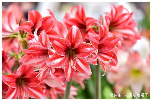 岭南地区的甜蜜烦恼