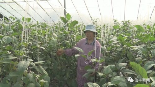 茄子、 刀豆、豇豆，营养丰富的选择