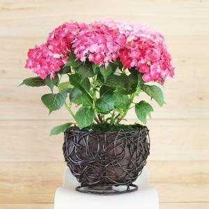 非洲八仙花好养吗？掌握这几个养护技巧