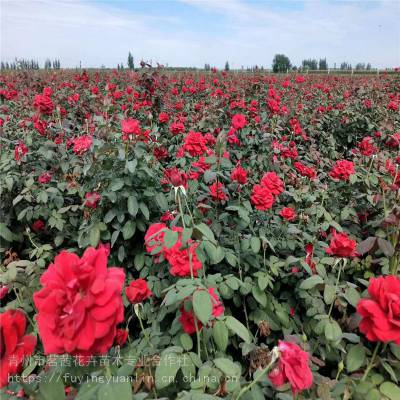 月季小苗种植心得：如何根据月季小苗的生长习性进行科学养护