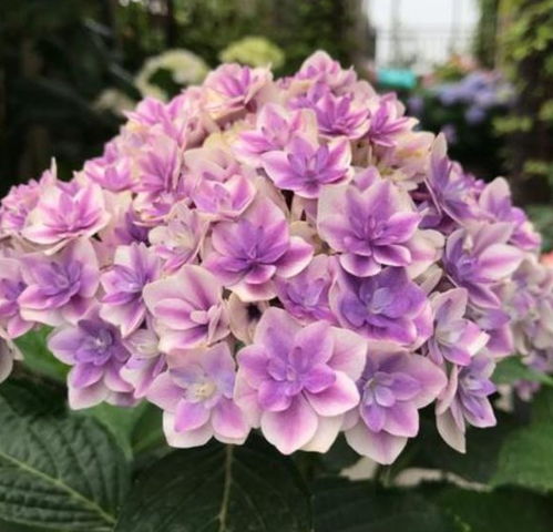 绣球花开败后的修剪时机