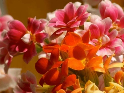 土壤， 那可是玫瑰的心肝宝贝