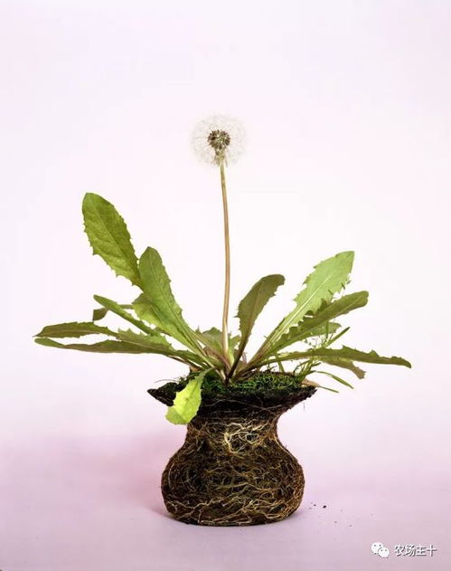 枯萎植物归类？别扔错地方哦