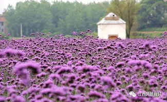 紫色花海里的品种有：
