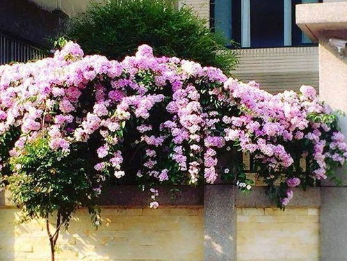 第一步：保暖措施， 保护娇嫩根系