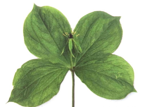烟草：单子叶植物，爆款花卉新宠