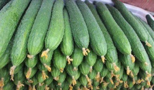 二、 茄果类蔬菜：清明过后即可移栽