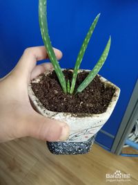 芦荟种植技巧，如何让盆栽爆盆