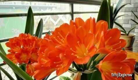 浇水：不要太多，干了再浇