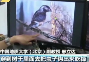 亿年前凶猛古鸟化石在非洲沙漠中被偶然发现