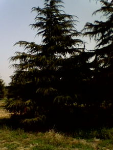 5米高的雪松品种有哪摩些？