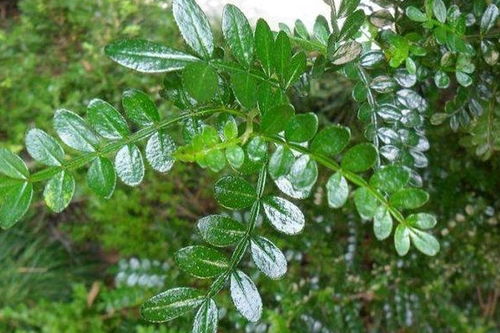 驱蚊植物什么好？哪种植物驱蚊效果最佳