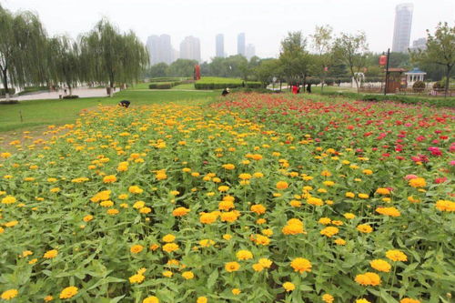 六、秋菊：秋色之中，傲霜斗艳