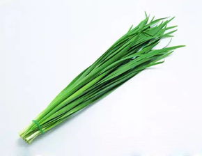 韭菜：耐寒又高产